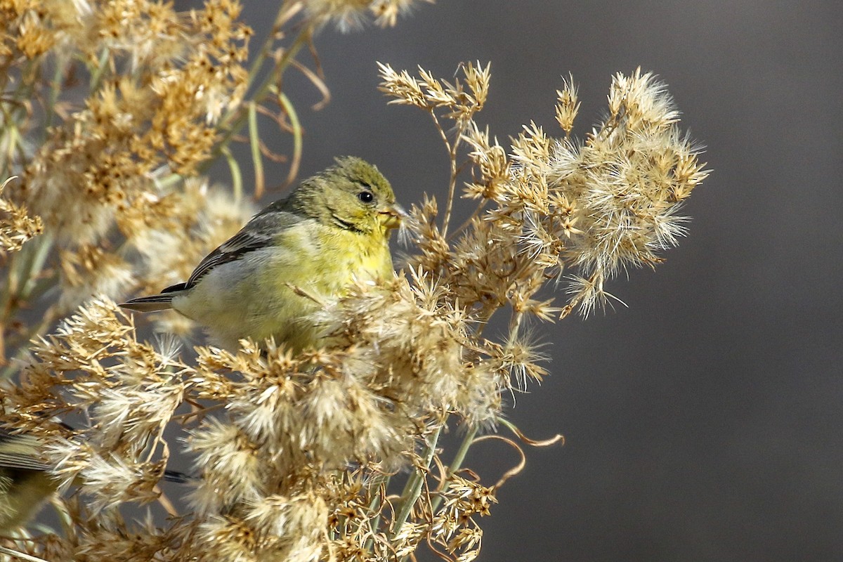Lesser Goldfinch - ML646650824