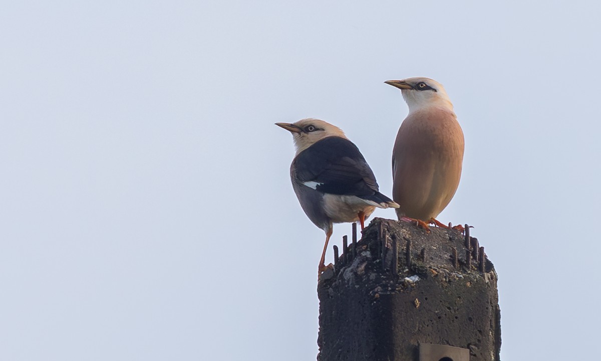 vinstær - ML646650825