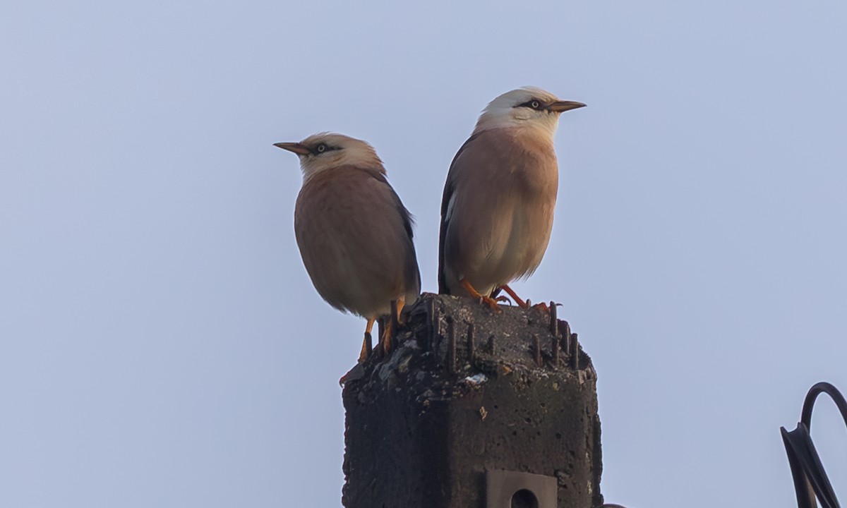 vinstær - ML646650826