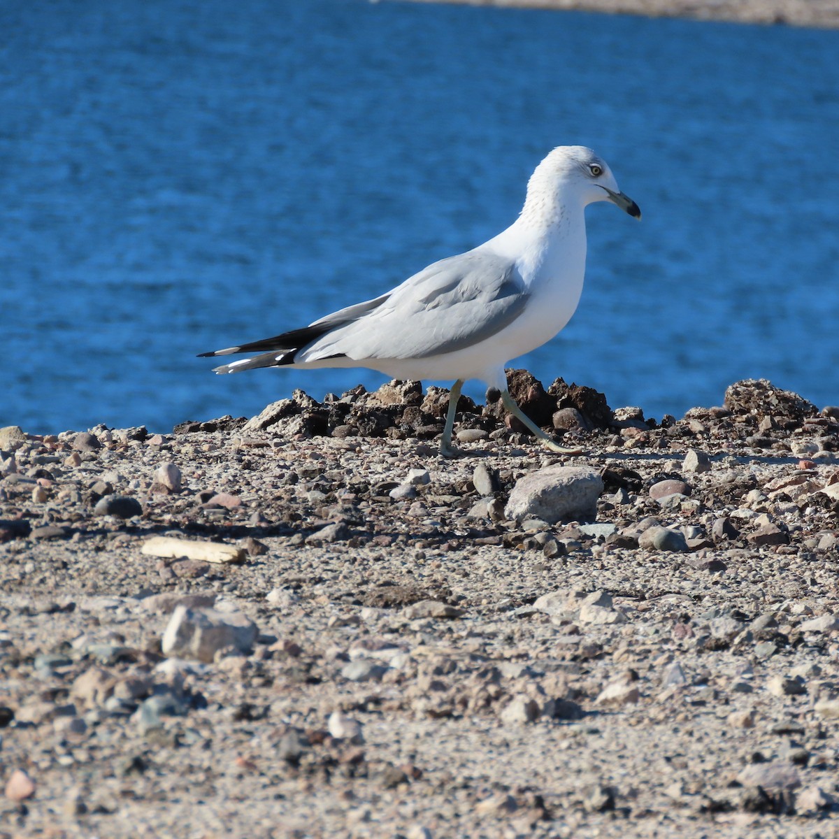 ringnebbmåke - ML646650829