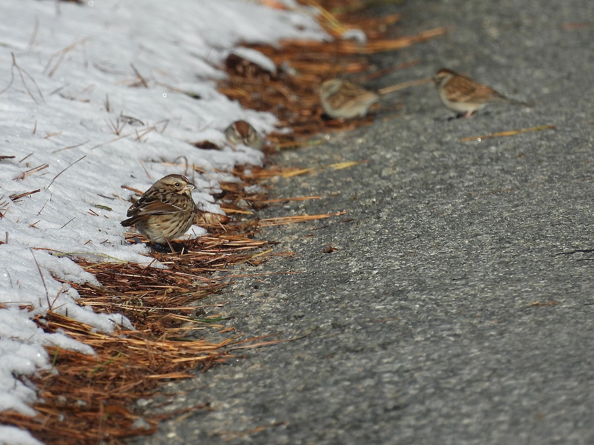 Chingolo Cantor - ML646650830