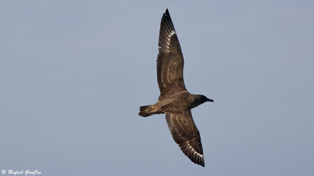 Great Skua - ML646650834