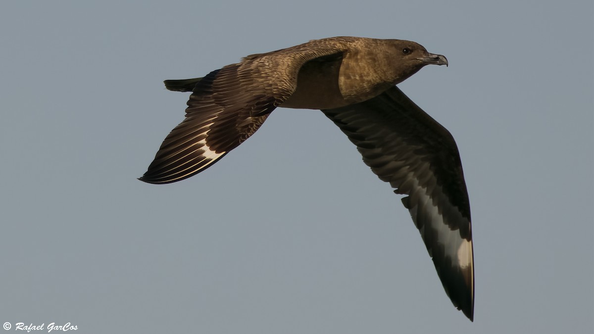 Great Skua - ML646650835