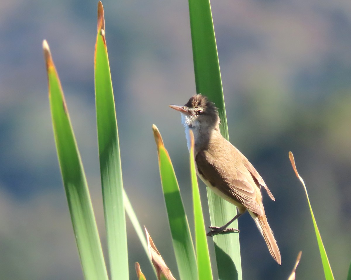 Avustralya Kamışçını - ML646650836