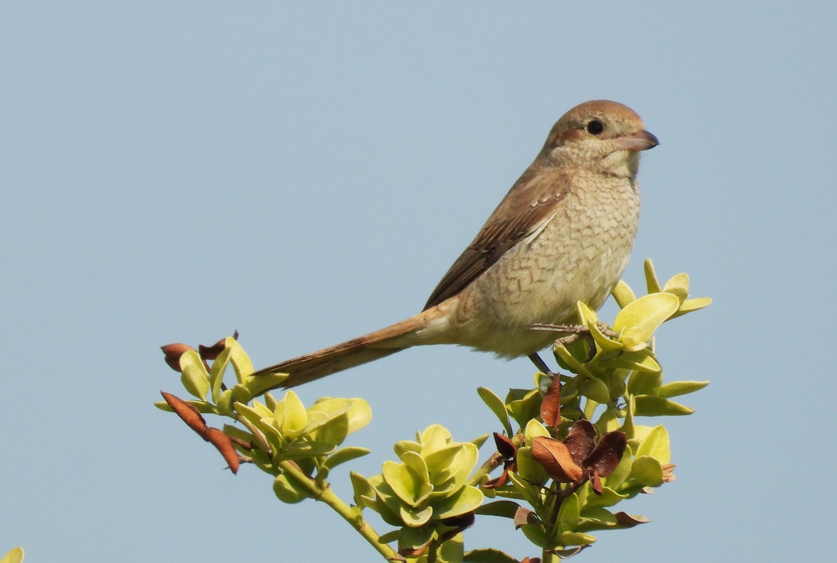 Isabellwürger - ML646650839