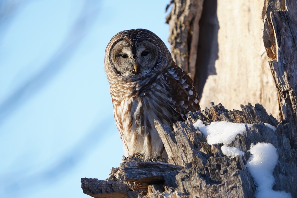 Barred Owl - ML646650842