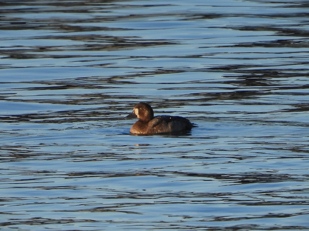 Greater Scaup - ML646650843