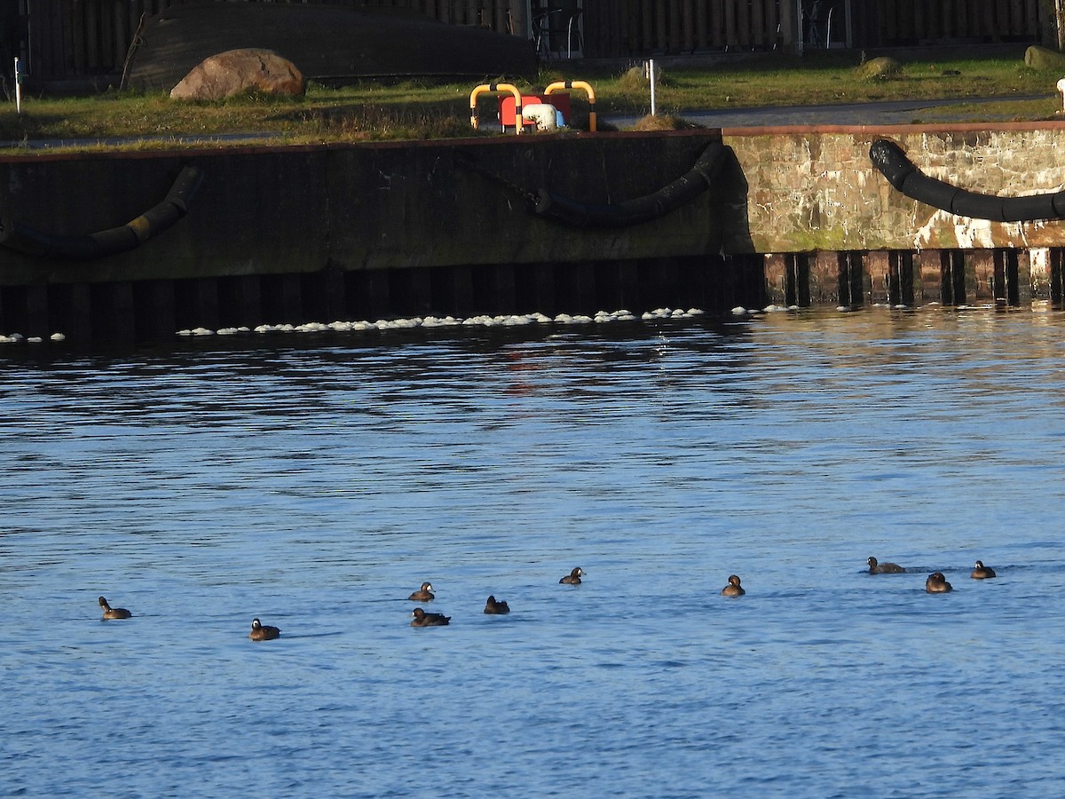 Greater Scaup - ML646650844