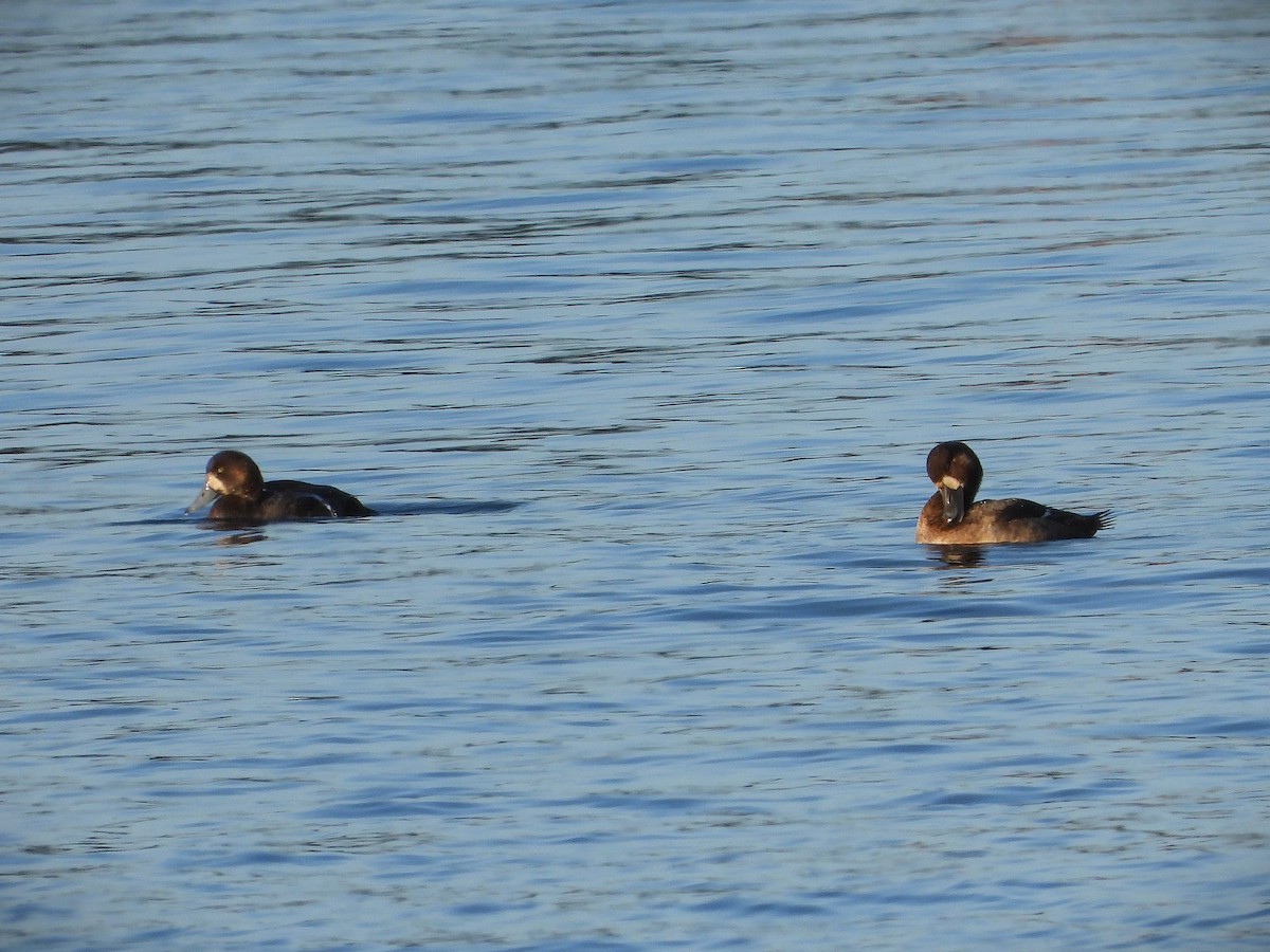 Greater Scaup - ML646650846