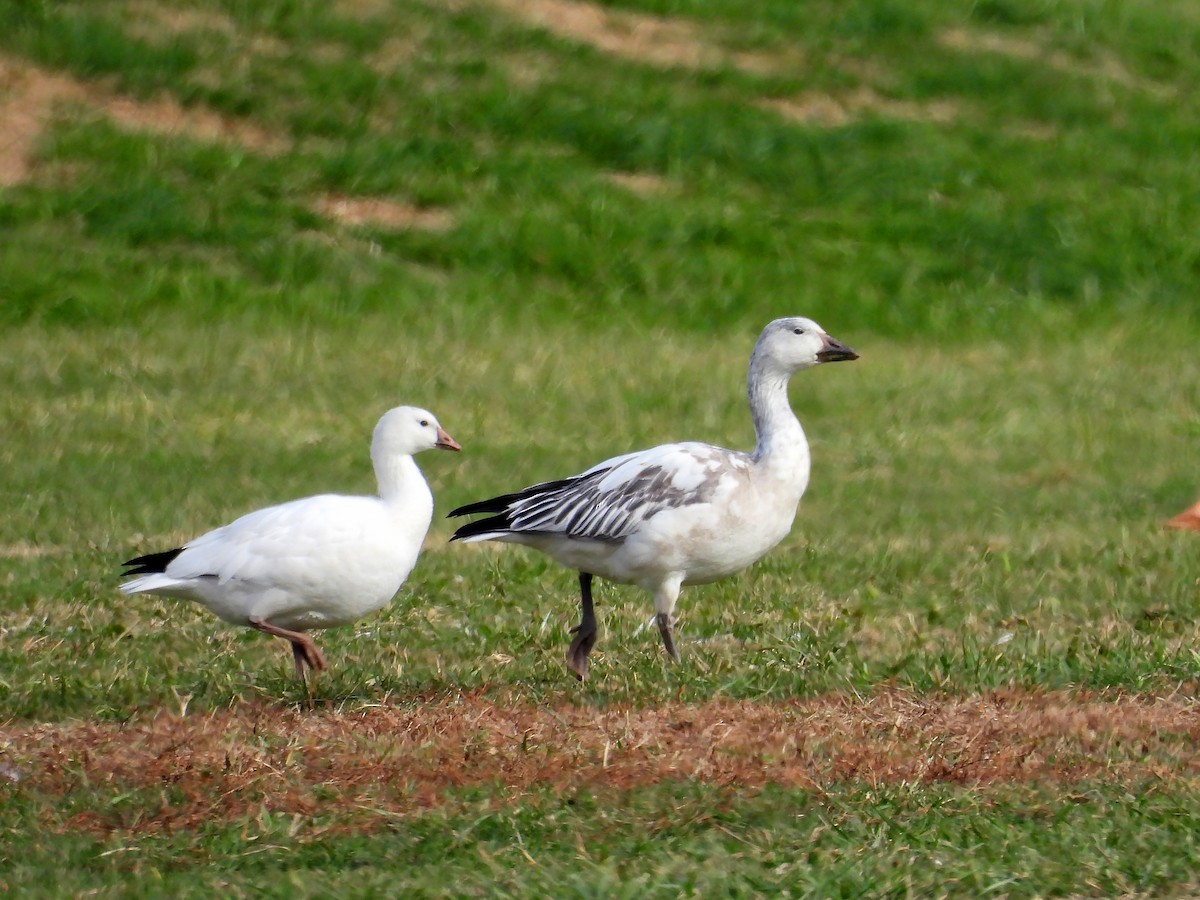 husa bělostná - ML646650848