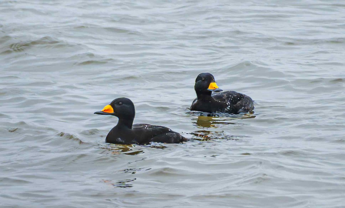 Американская синьга - ML646650849