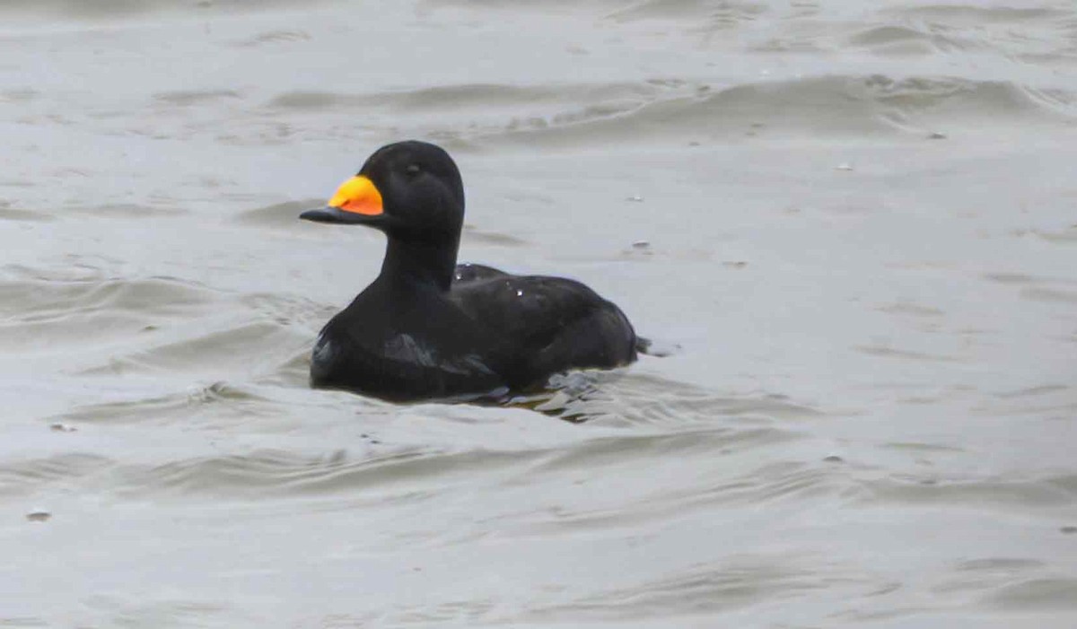 Американская синьга - ML646650850