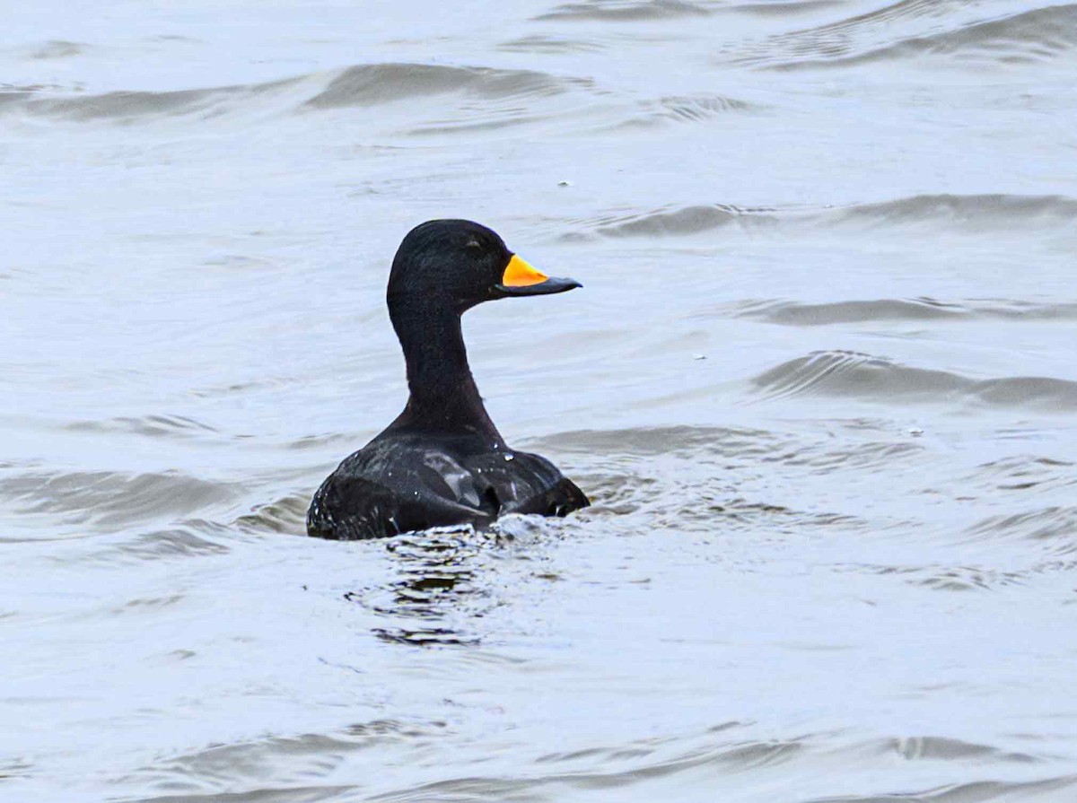 Американская синьга - ML646650851