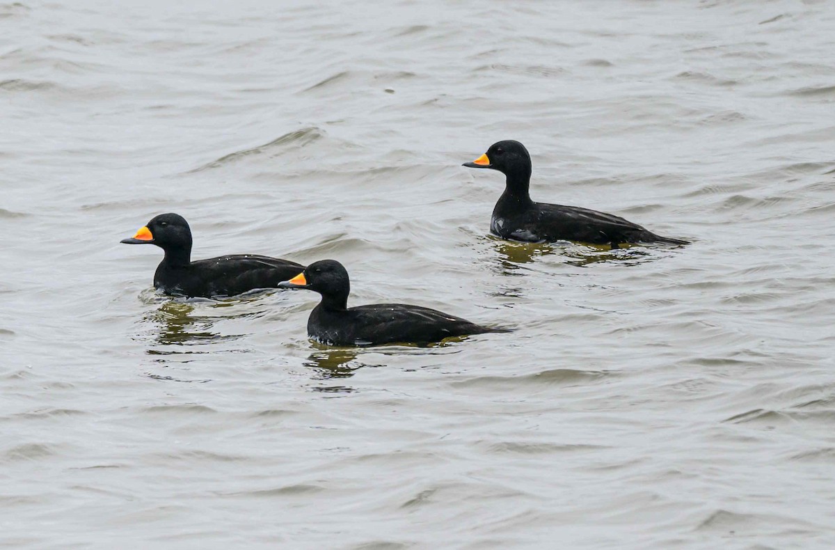 Американская синьга - ML646650852