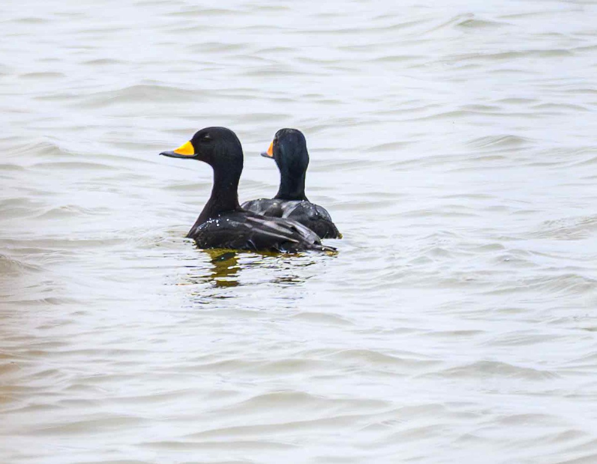 Американская синьга - ML646650853