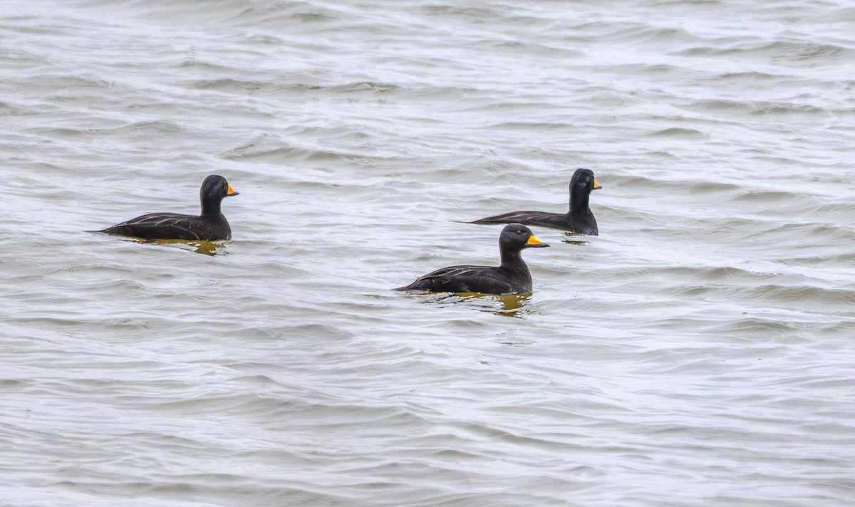 Американская синьга - ML646650854