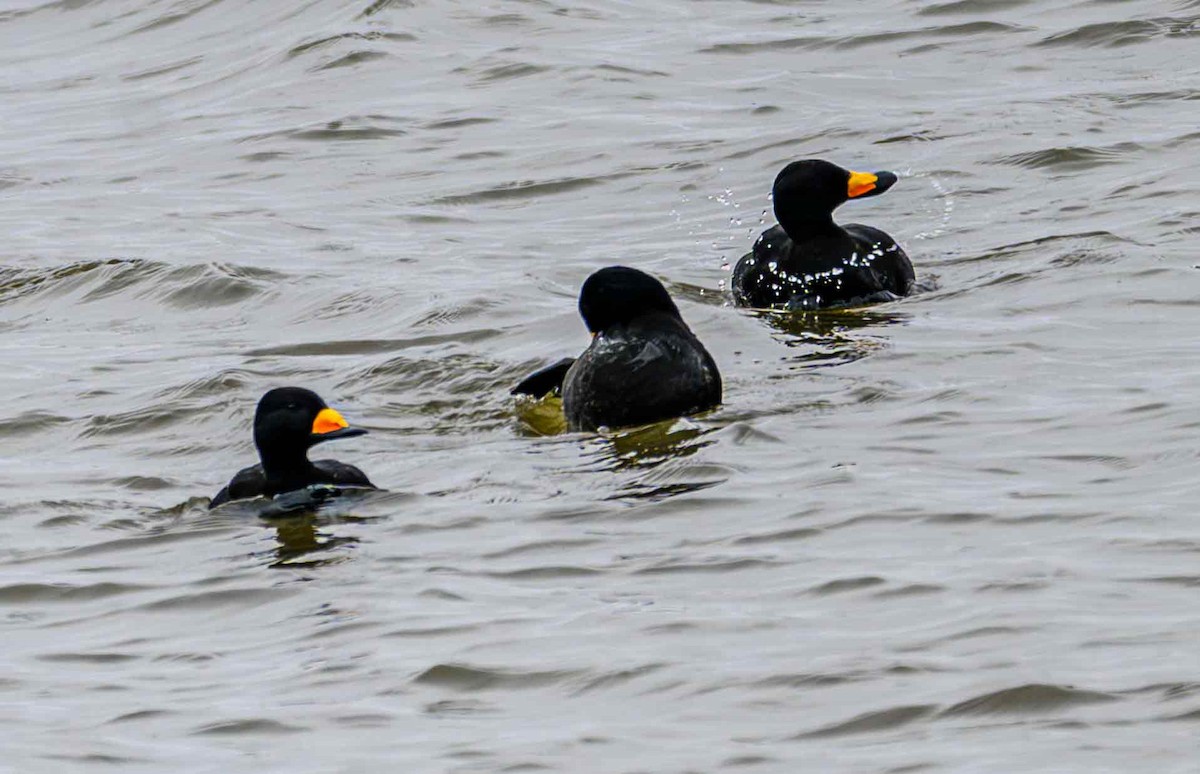 Американская синьга - ML646650855