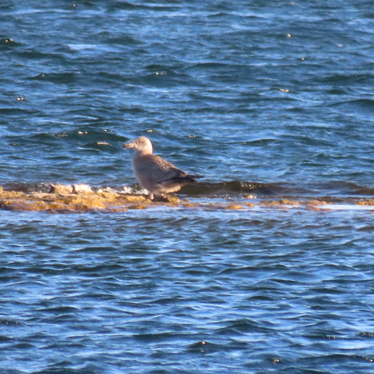 amerikagråmåke - ML646650856