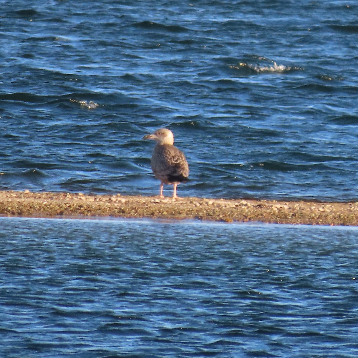 amerikagråmåke - ML646650857