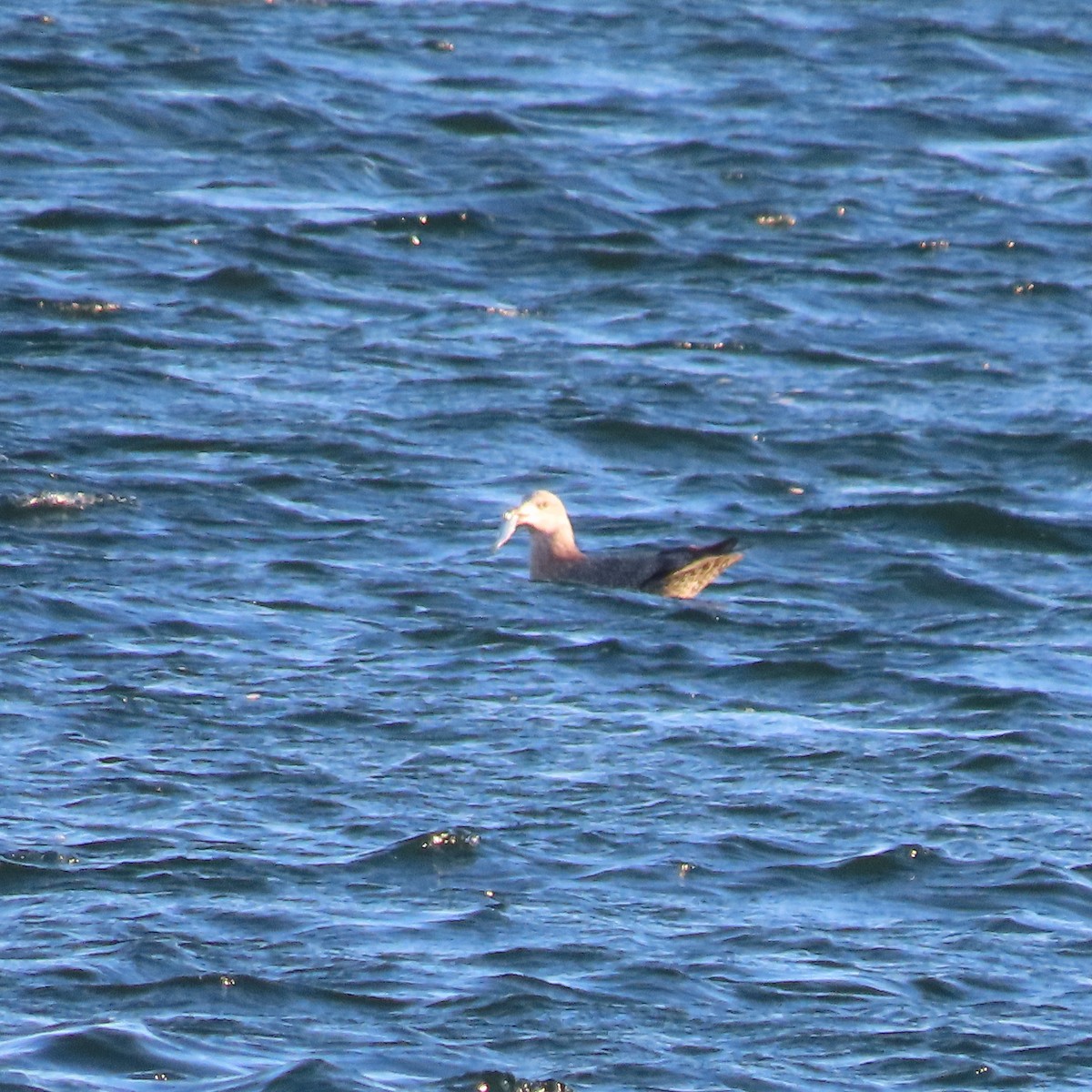 amerikagråmåke - ML646650858