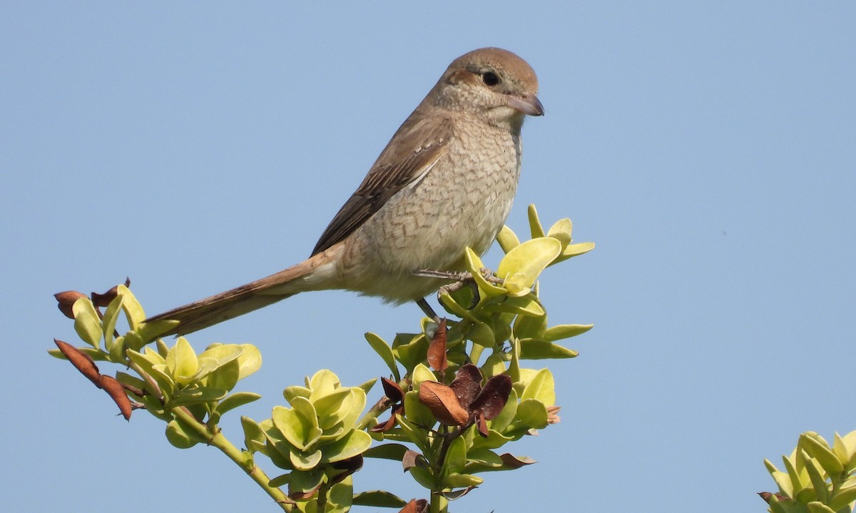 Isabellwürger - ML646650859