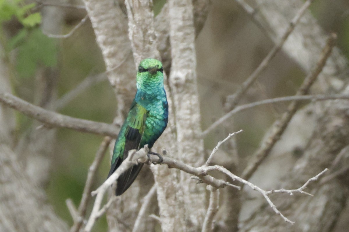 Red-billed Emerald - ML646650862