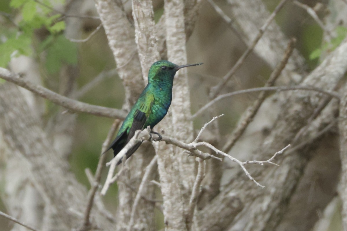 Red-billed Emerald - ML646650863