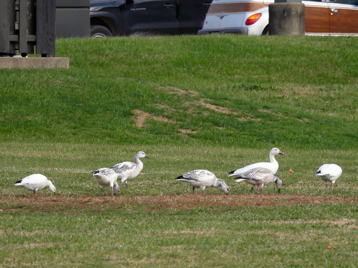 husa sněžní - ML646650864