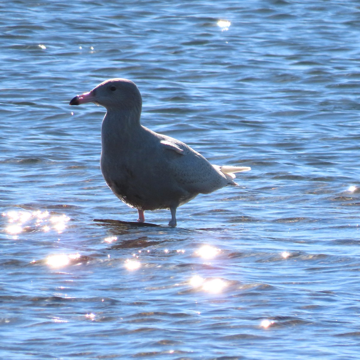 Glaucous Gull - ML646650867