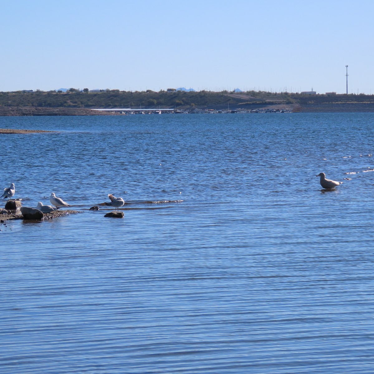 Glaucous Gull - ML646650868