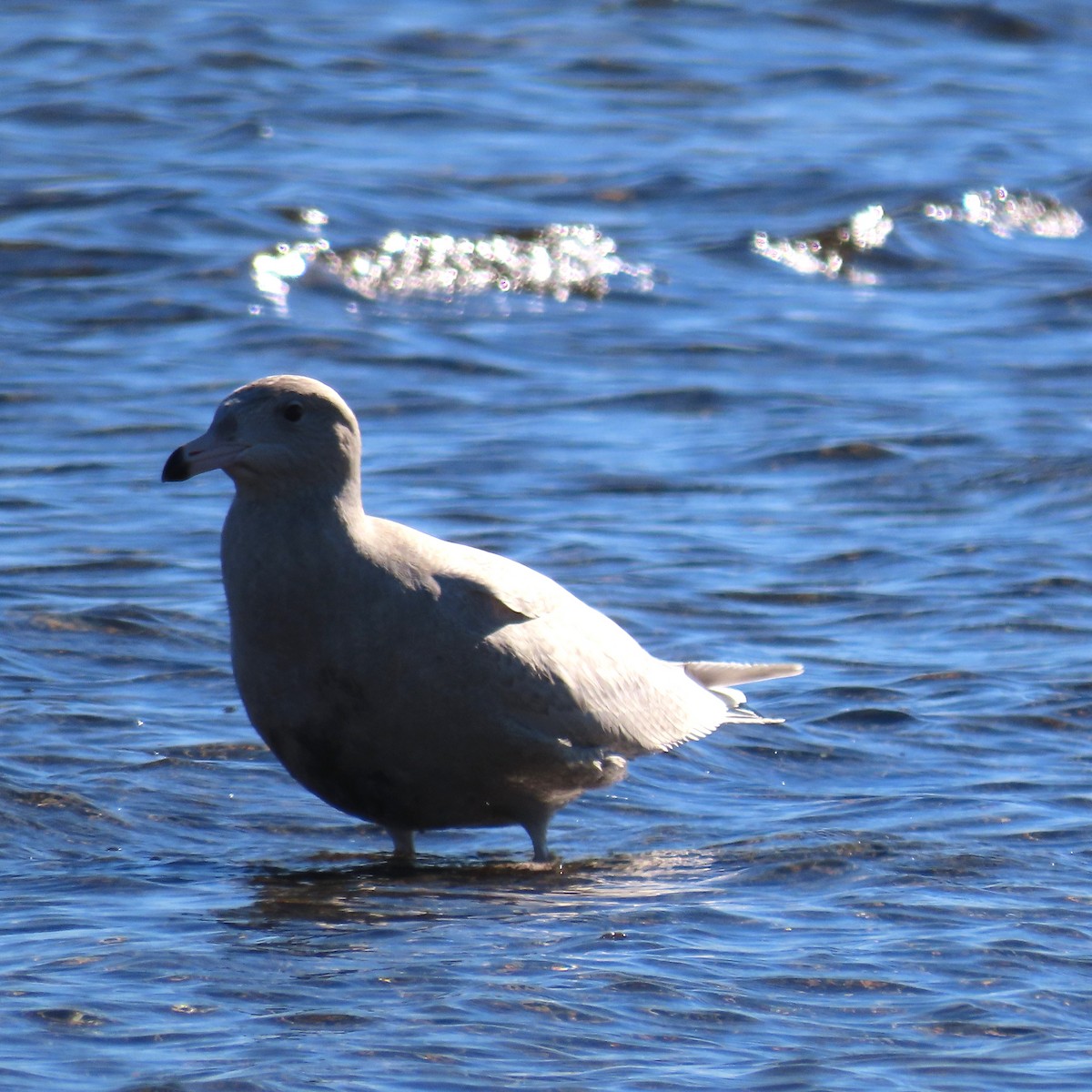 Glaucous Gull - ML646650869