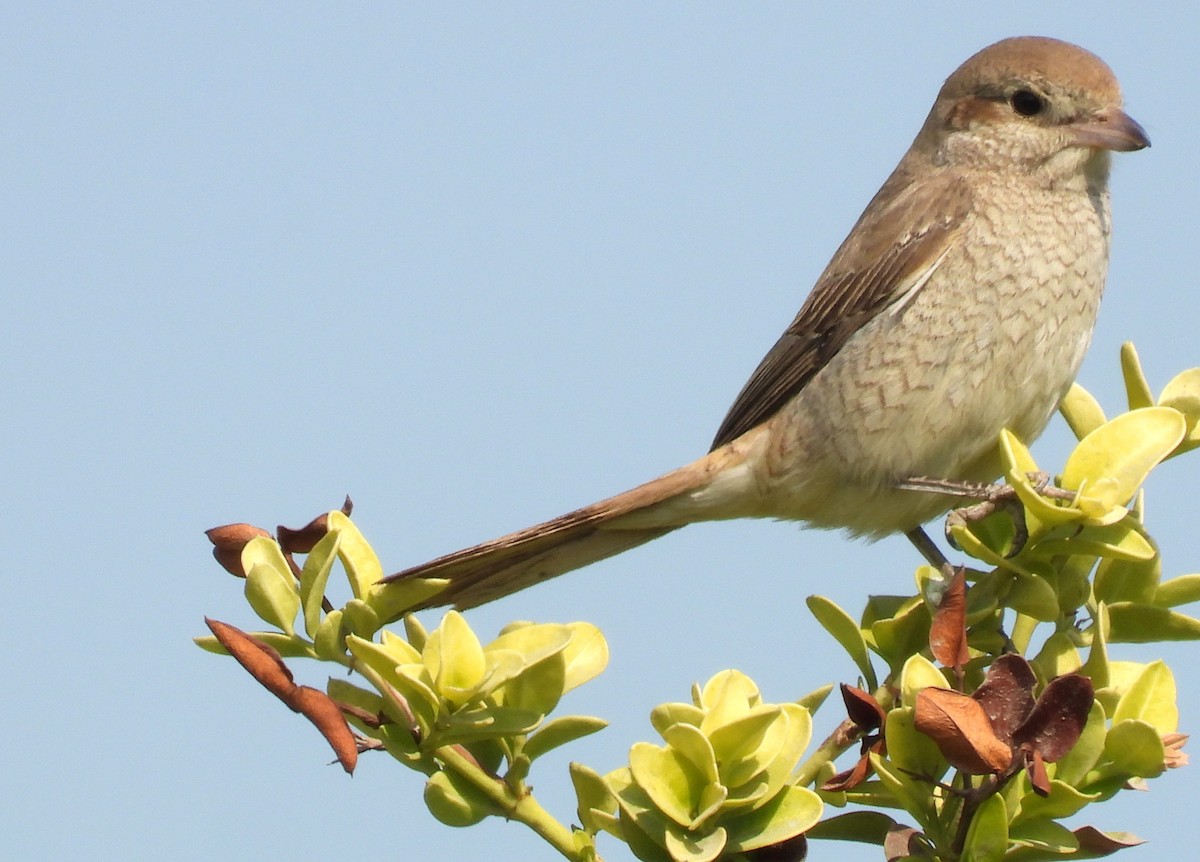 Isabellwürger - ML646650870