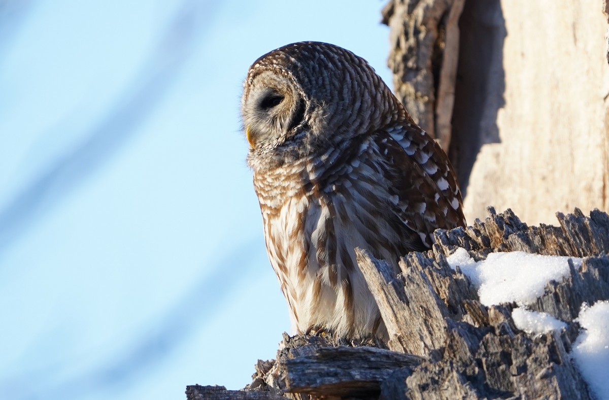 Barred Owl - ML646650871