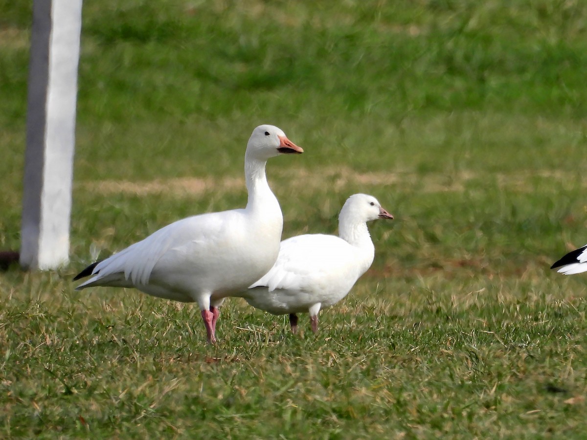 husa sněžní - ML646650872