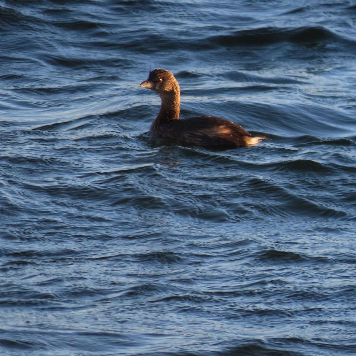 ringnebbdykker - ML646650873