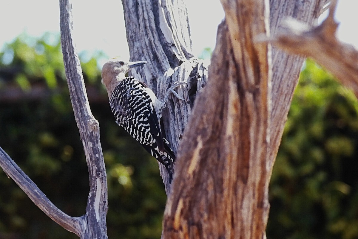 Кактусовый дятел - ML646650874