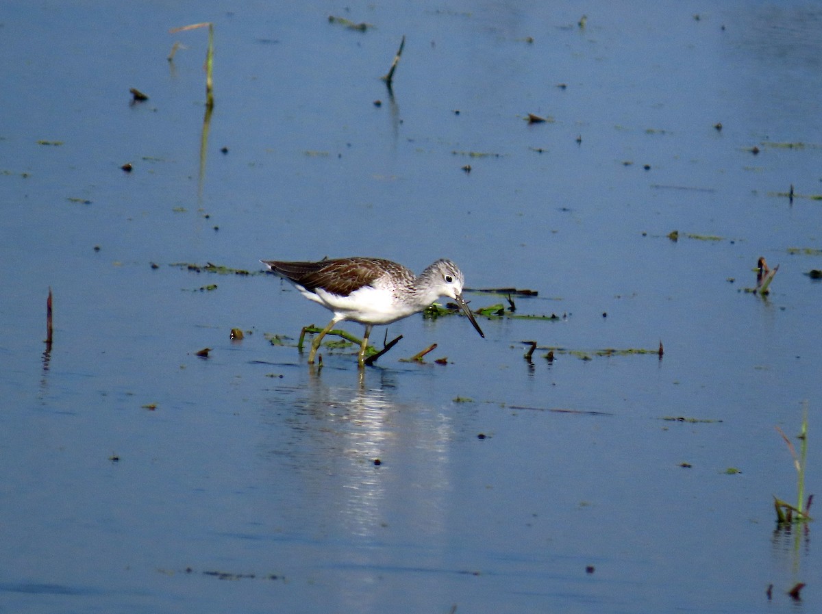 Common Greenshank - ML646650876