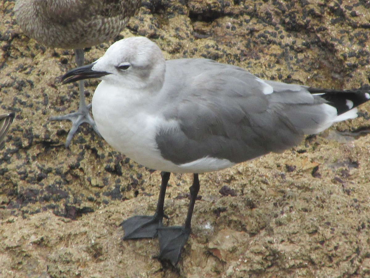 Gabbiano sghignazzante - ML646650877