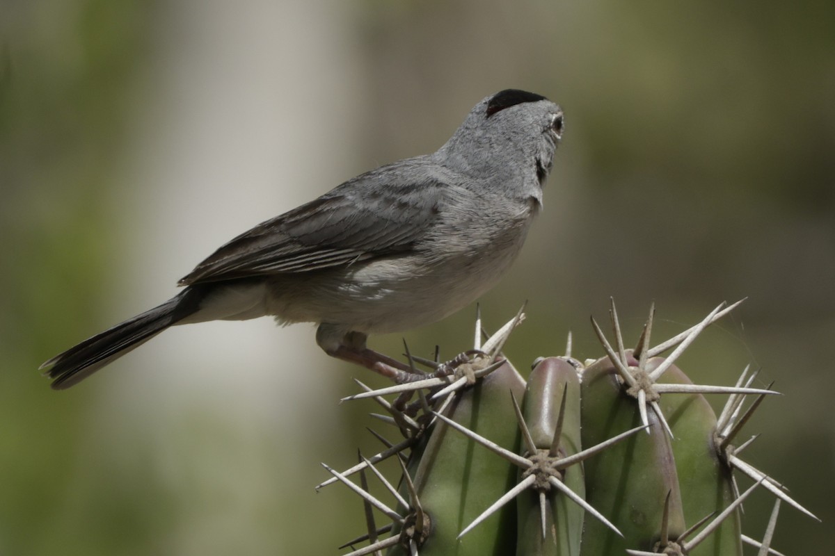 Pileated Finch - ML646650878