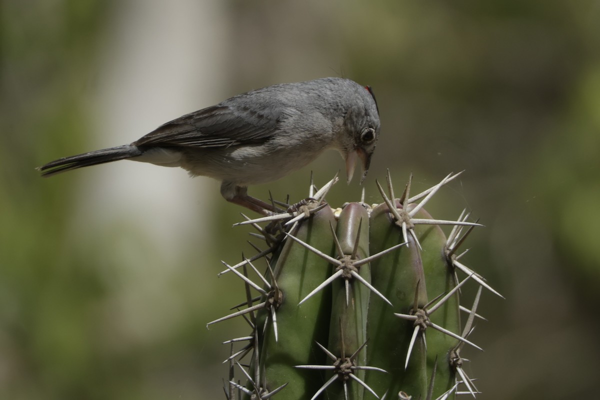 Pileated Finch - ML646650880