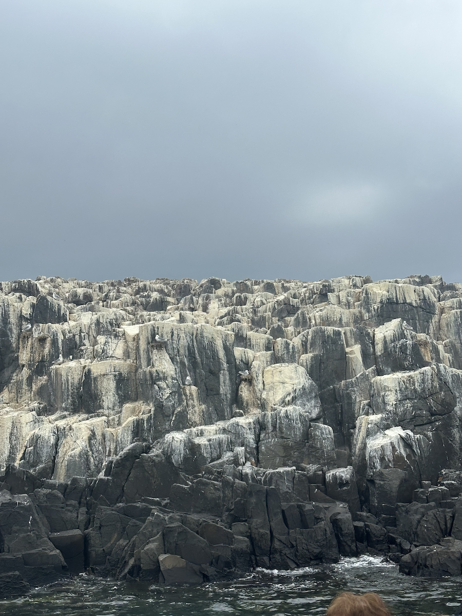 Black-legged Kittiwake - ML646650883