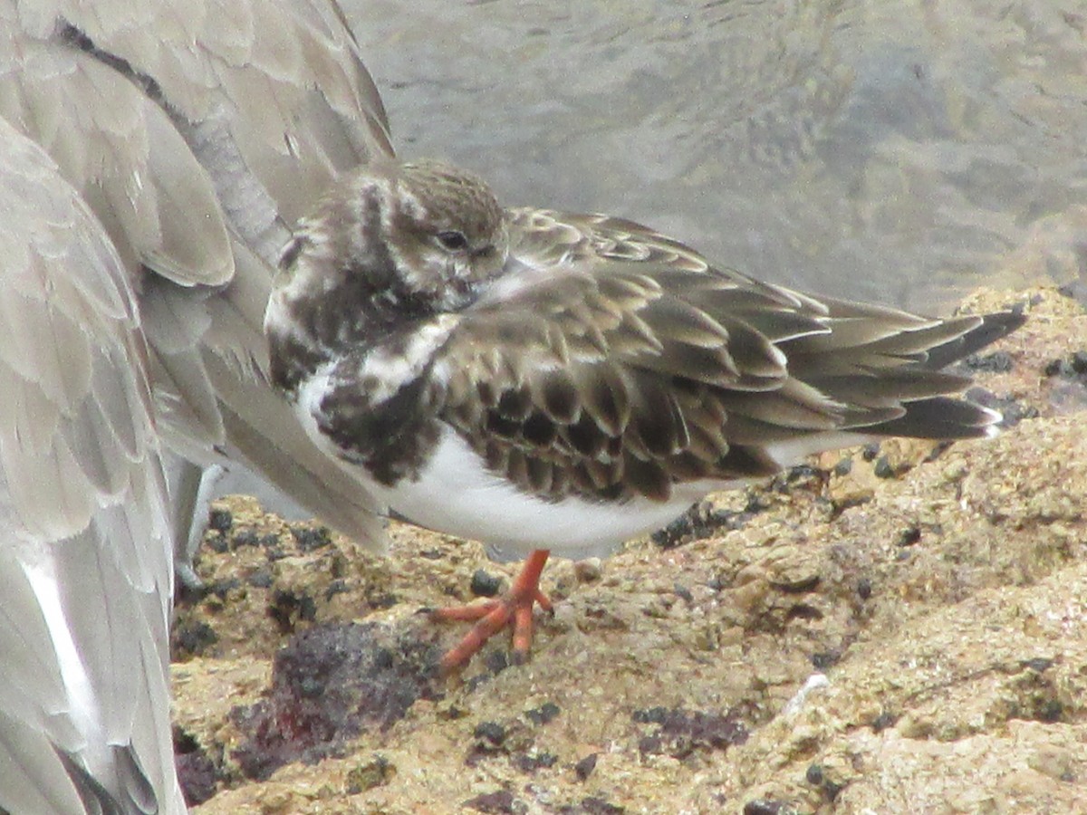 Voltapietre - ML646650884