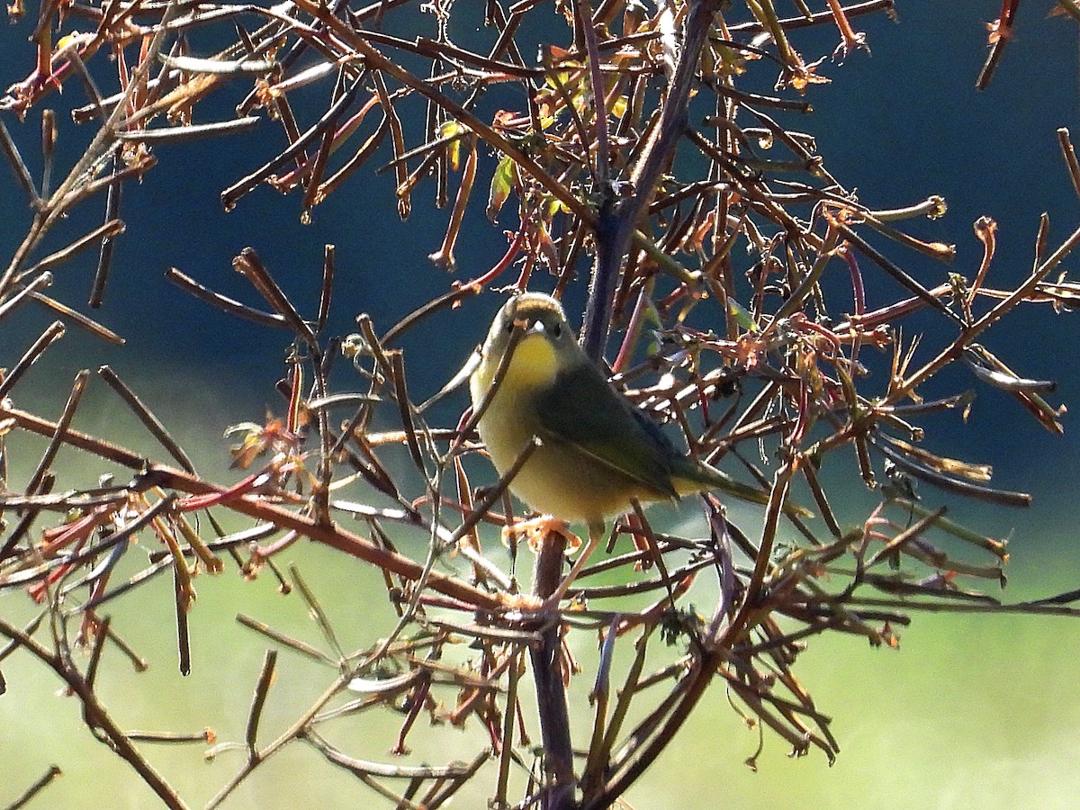 Common Yellowthroat - ML646650885
