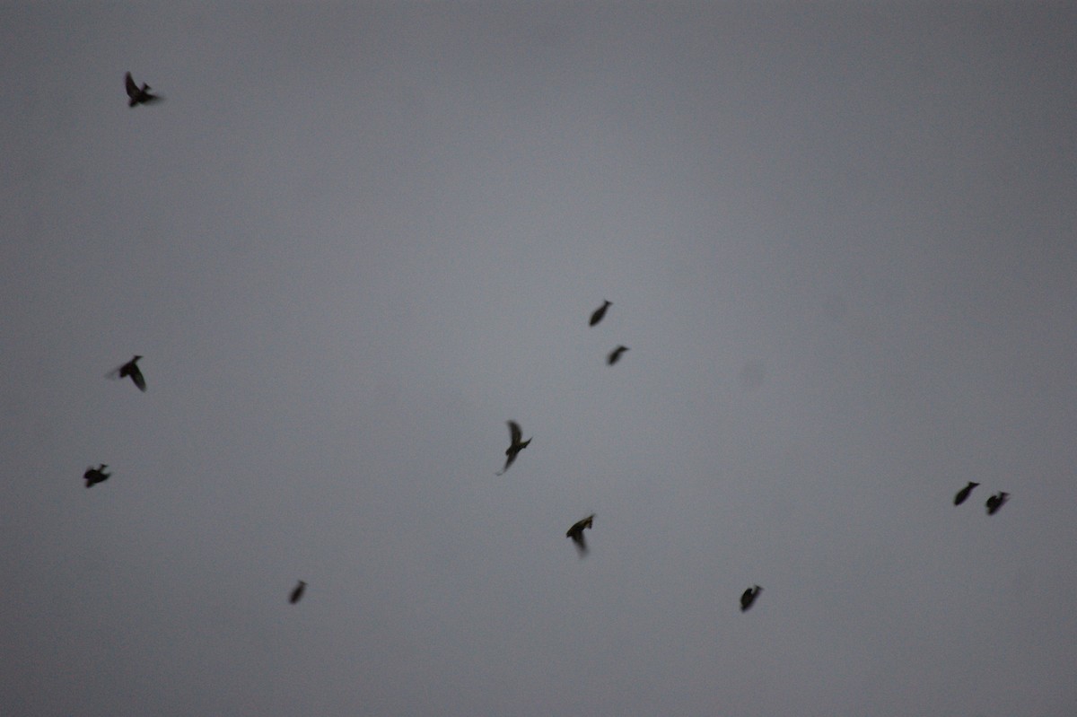 grønnsisik - ML646650886