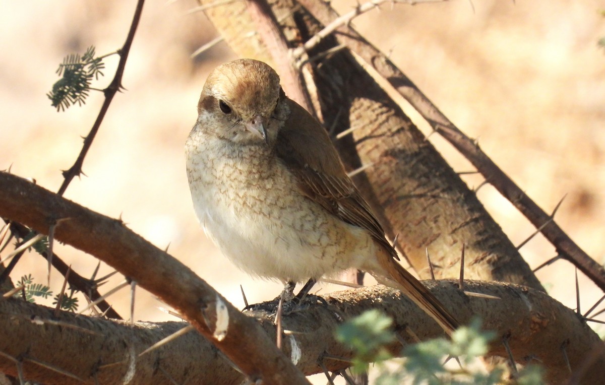 Isabellwürger - ML646650887