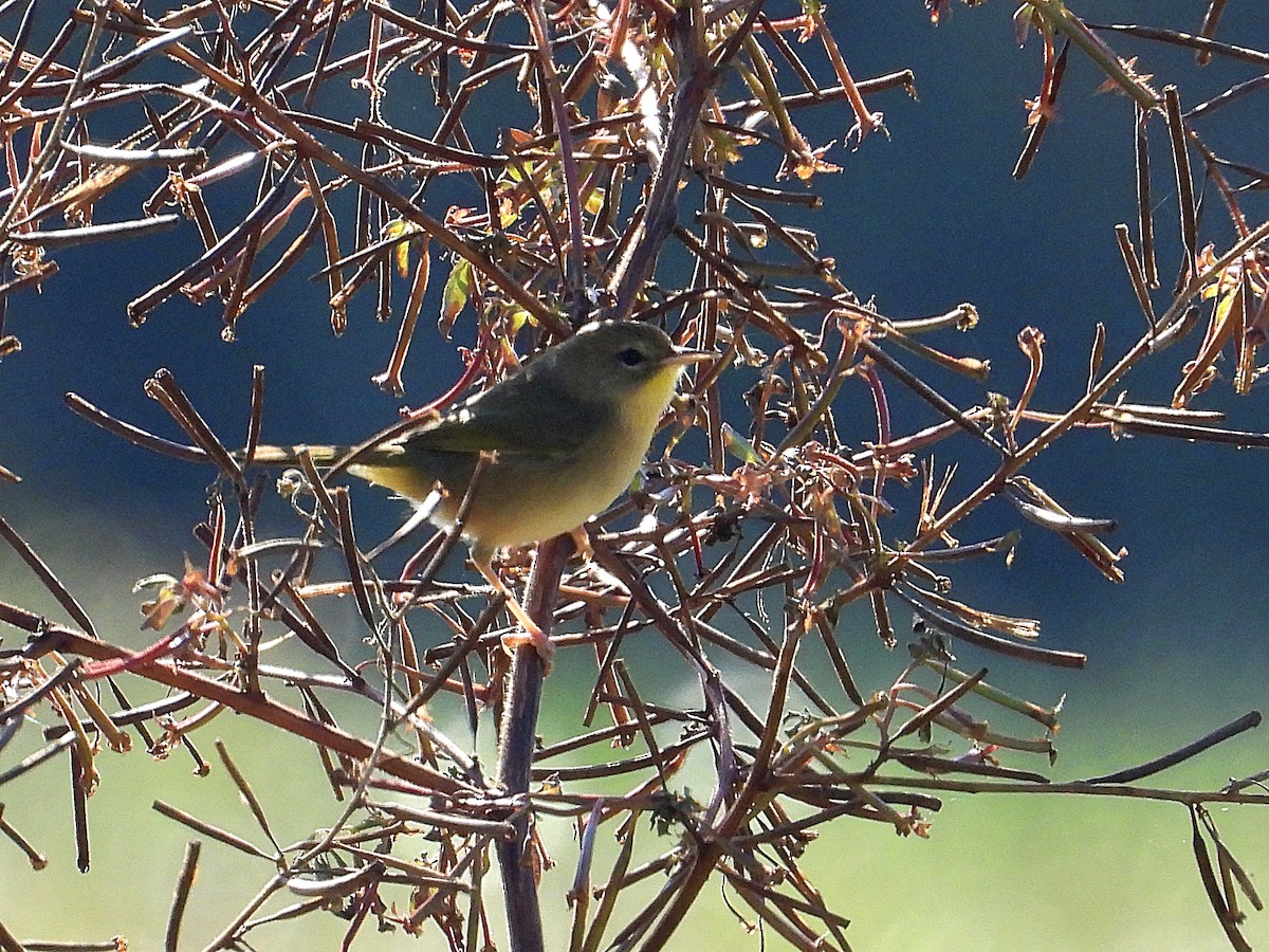 Common Yellowthroat - ML646650889