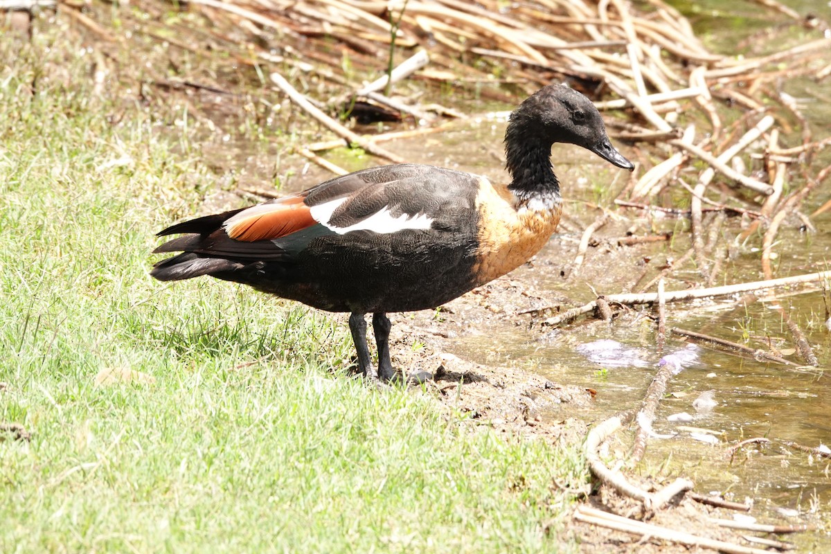 Australian Shelduck - ML646650890