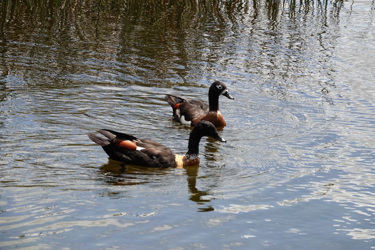 Australian Shelduck - ML646650891