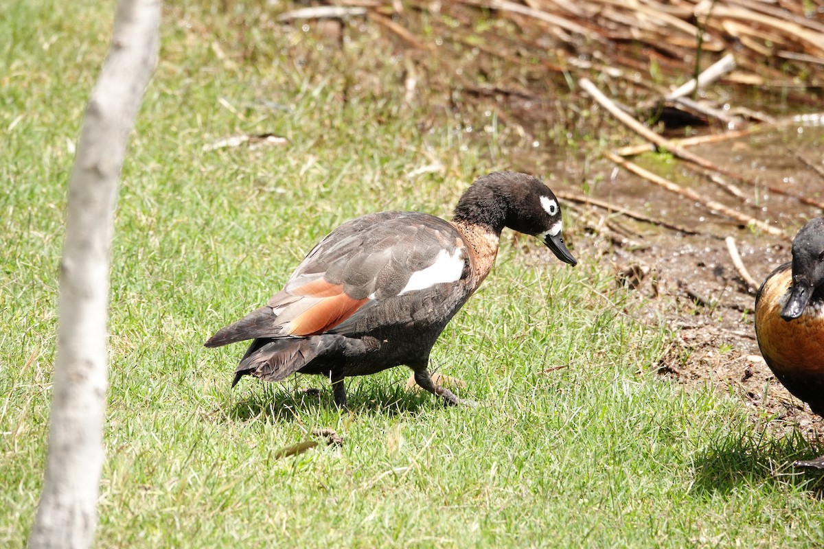 Australian Shelduck - ML646650892