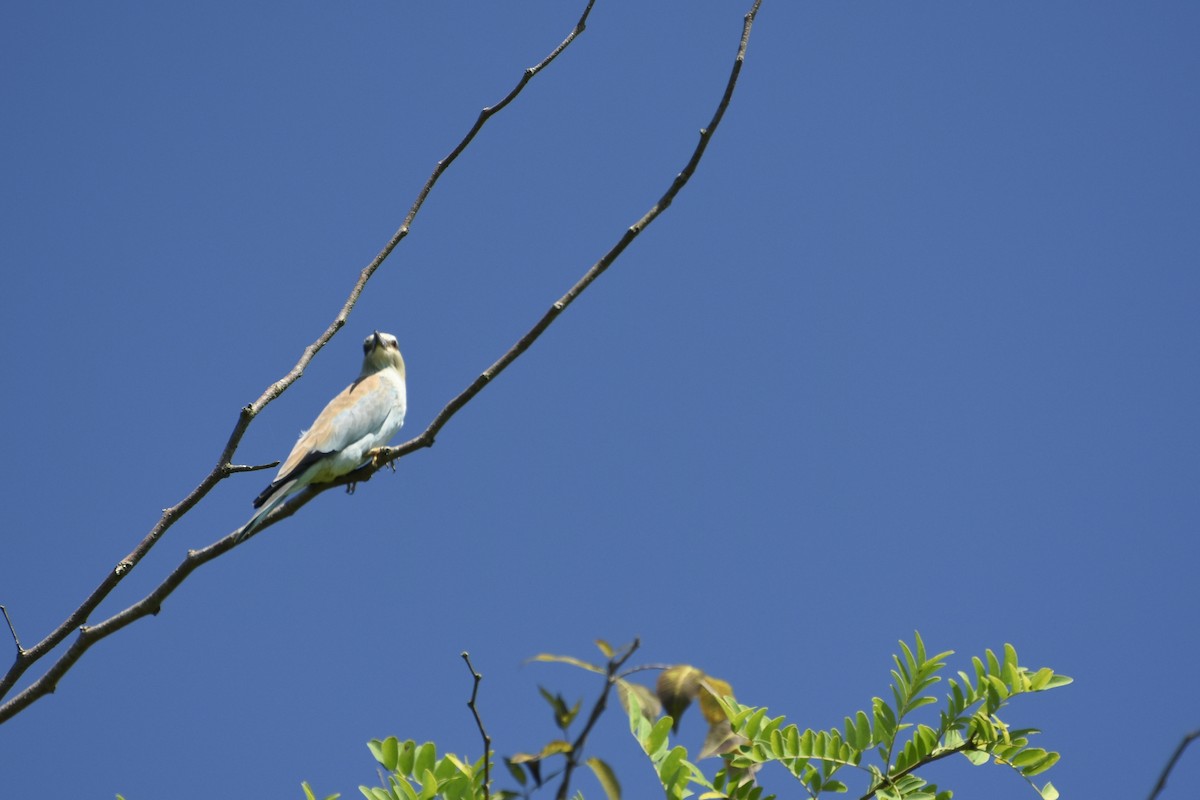 European Roller - ML646650894